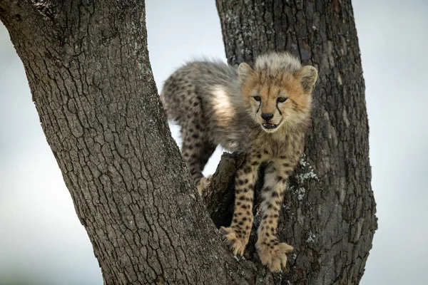 Gepardenjunges steht im Baum und blickt nach unten — Stockfoto