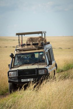 Çita yavrusu safari kamyonunun çatısında duruyor
