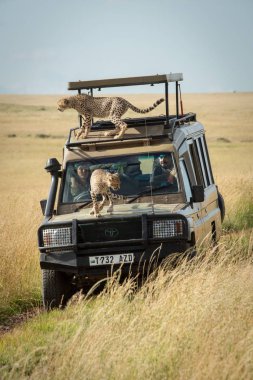 Cheetah cubs climb on bonnet and roof clipart