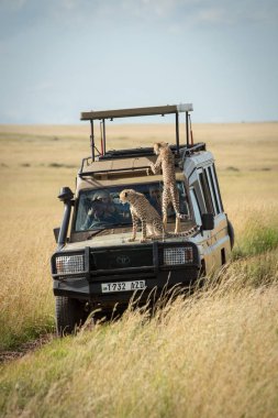 Çita yavruları oturup kamyona tırmanıyorlar