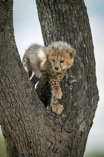 Gepard se dívá dolů ze stromu — Stock fotografie