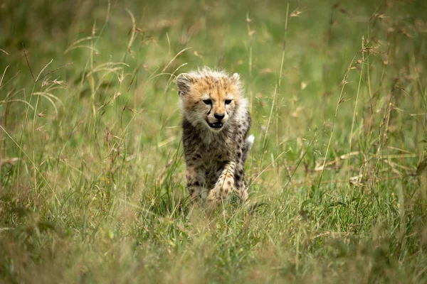 Cheetah cub cammina sull'erba sotto il sole — Foto Stock