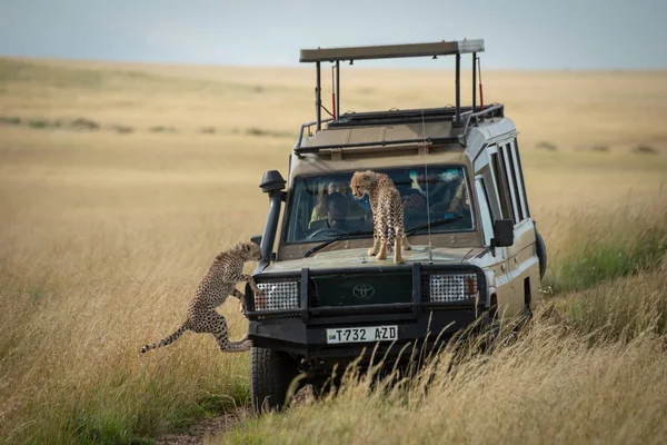 Cachorro de guepardo observa otro salto en camión —  Fotos de Stock