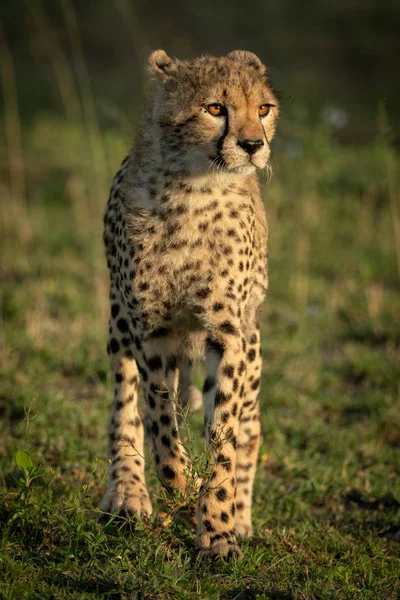 Cheetah cub with catchlights stands in grass — Stock Photo, Image