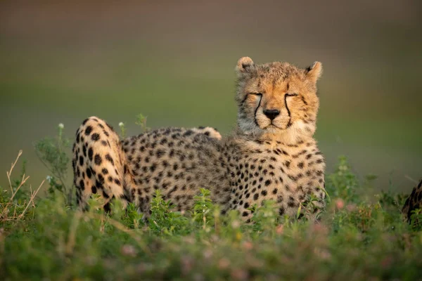 Cheetah cub with eyes closed in bushes — Stock Photo, Image