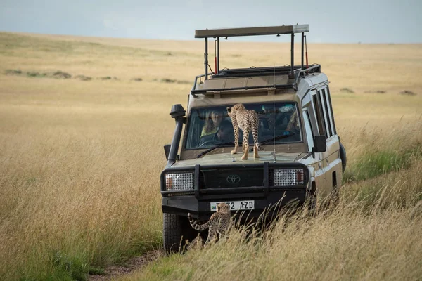Cheetah Cub klockor passagerare genom lastbil vindruta — Stockfoto