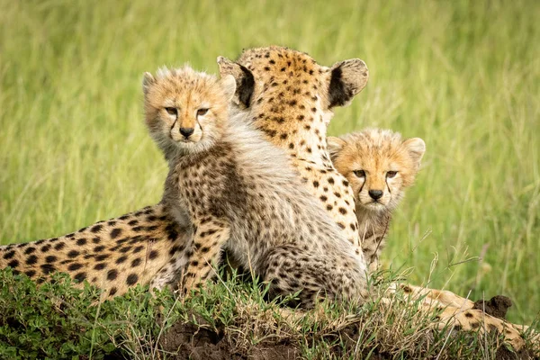 Cheetah Cubs liggen op de heuvel naast moeder — Stockfoto