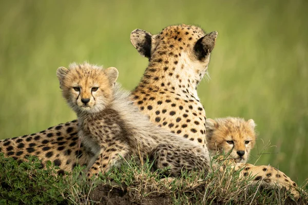 Cheetah cubs lie on mound with mother — Stock Photo, Image