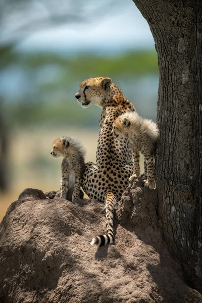 Gepardenbabys sitzen bei Mutter auf Erdhügel — Stockfoto