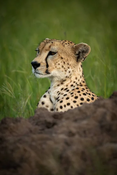 Çita kafası, otların içinde termit höyüğüüzerinde — Stok fotoğraf
