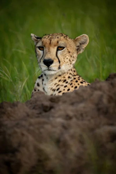 Cheetah testa oltre termitaio in erba — Foto Stock