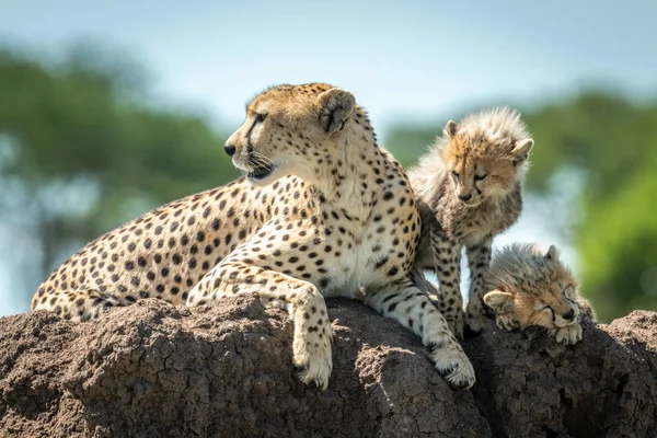 Gepard leží vedle dvou mláďat na mohylu — Stock fotografie
