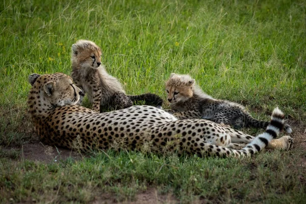 Cheetah está na grama com dois filhotes — Fotografia de Stock