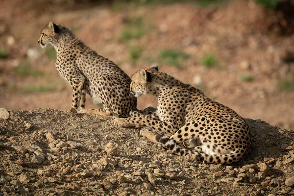 Cheetah ligt likken Cub op Rocky Bank — Stockfoto