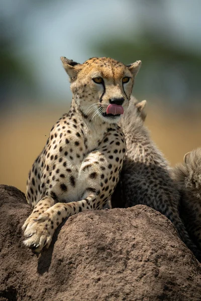 Cheetah giace leccare labbra sul tumulo di termite — Foto Stock