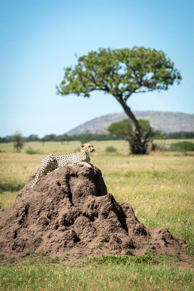 Cheetah leży na kopiec z drzewa za — Zdjęcie stockowe