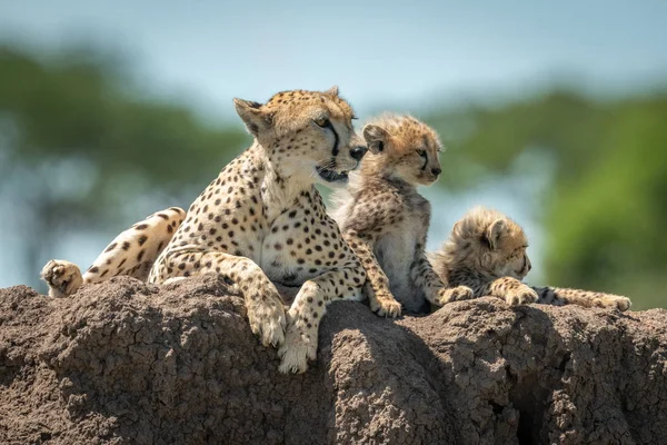 Guépard repose sur un monticule avec deux oursons — Photo