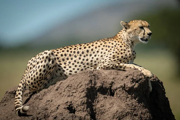 Cheetah se encuentra en termitas montículo mirando hacia el futuro — Foto de Stock