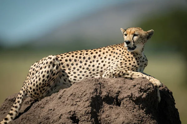 Cheetah giace sul tumulo di termite guardandosi intorno — Foto Stock