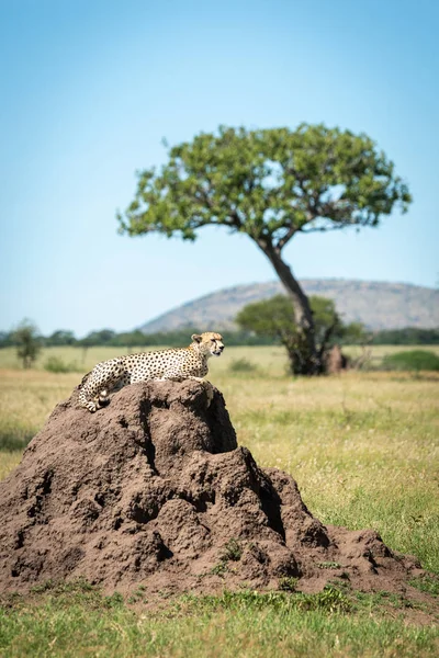 Cheetah leży na Kopiec termitów w pobliżu drzewa — Zdjęcie stockowe