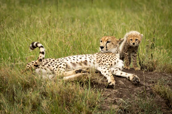 Gepard leží na termitišti s mládětem — Stock fotografie