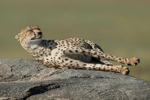 Cheetah lies stretching on rock in savannah — Stock Photo, Image