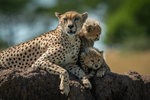 Çita termit höyüğünde yavruları ile yatıyor — Stok fotoğraf