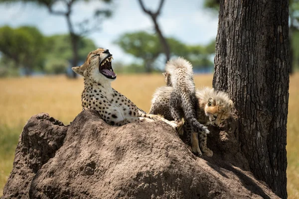 Cheetah leży ziewanie na kopiec z Cubs — Zdjęcie stockowe