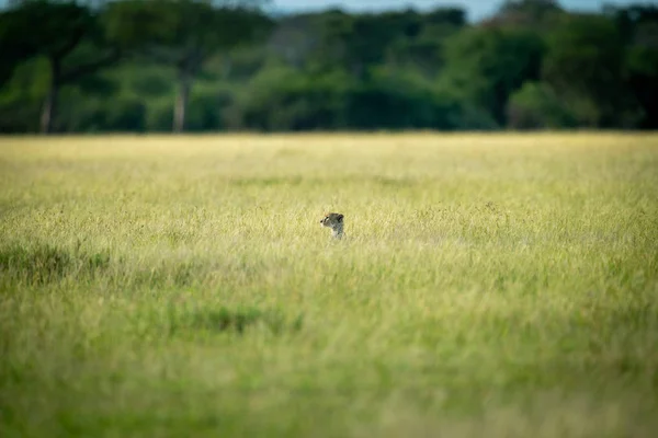 Cheetah solleva la testa sopra l'erba sulla savana — Foto Stock