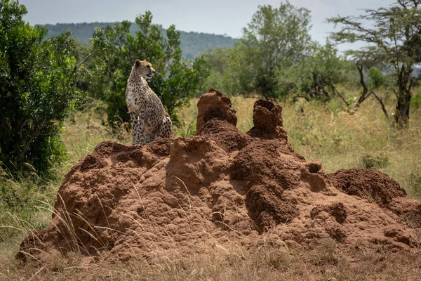 Τσίτα κοιτάζει γύρω κάθεται σε λόφο τερμίτες — Φωτογραφία Αρχείου