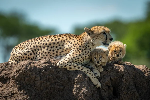 Gepard liegt mit verschlafenen Jungen auf Erdhügel — Stockfoto