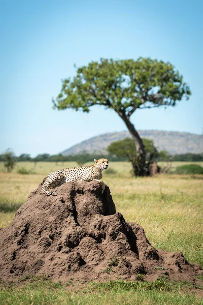 Gepard leżący na Kopiec termitów w pobliżu drzewa — Zdjęcie stockowe