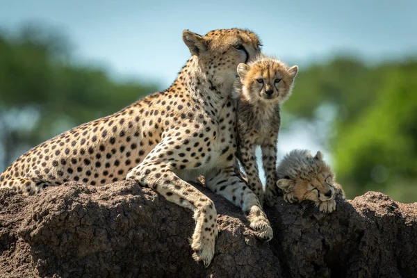 Gepard ležící na mohyle se dvěma mláďaty — Stock fotografie