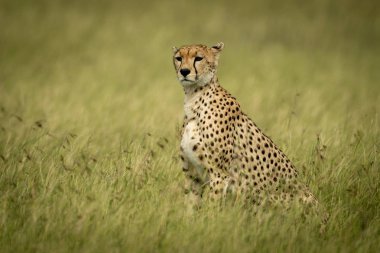 Çita sola bakan uzun çimenlerde oturur.