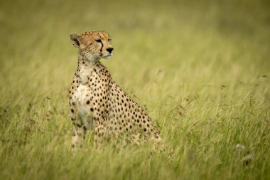 Çita uzun çimenlerde oturur ve başını çevirir.