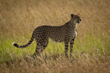 Uzun otların arasında profil Cheetah duruyor