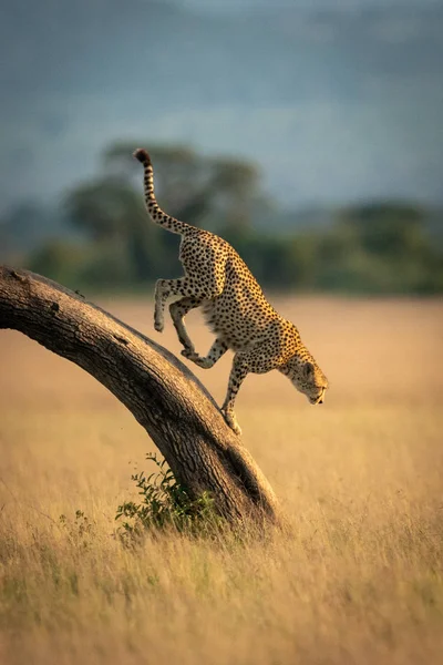 Cheetah runs down bent tree in grassland — Stock Photo, Image