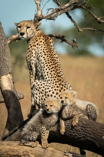 Гепард сидит рядом с двумя детенышами на упавших ветвях — стоковое фото