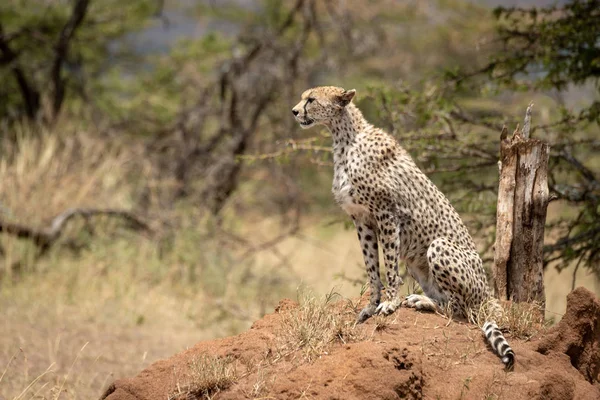 Cheetah senta-se por acácias no monte de cupins — Fotografia de Stock