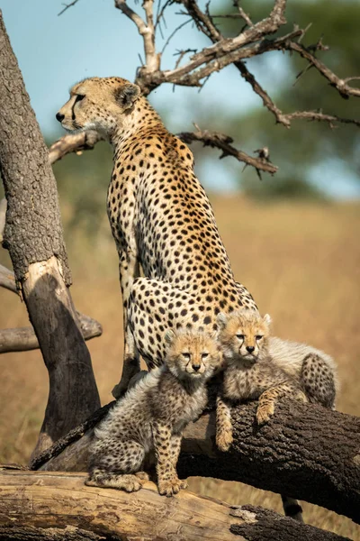 Cheetah senta-se por dois filhotes em ramos caídos — Fotografia de Stock