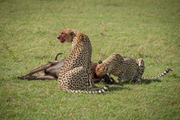 Cheetah senta-se guardando gnus enquanto outro come — Fotografia de Stock