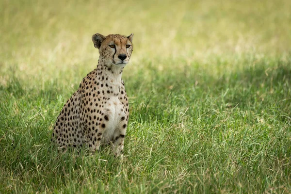 Гепард сидит в длинной траве в тени — стоковое фото