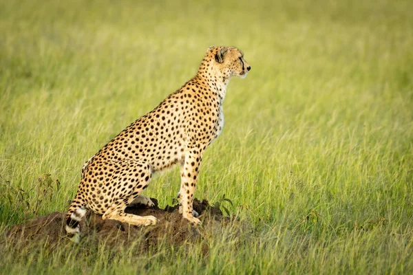 Cheetah sits in profile on termite mound — Stock Photo, Image