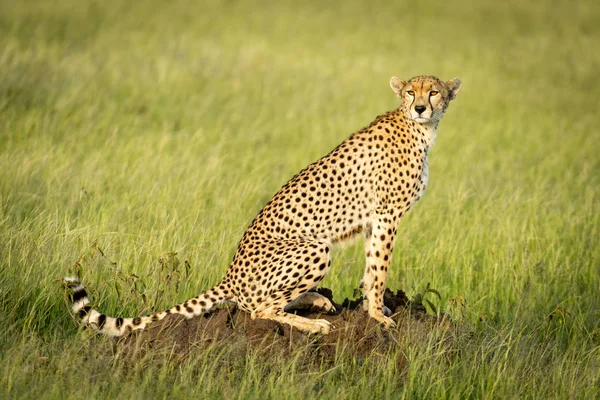 Cheetah se sienta al sol en el montículo de termitas —  Fotos de Stock