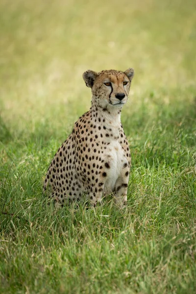 Cheetah se sienta en la hierba alta en la sombra —  Fotos de Stock