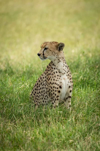 Gepard siedzi w wysokiej trawie obracając głowę — Zdjęcie stockowe