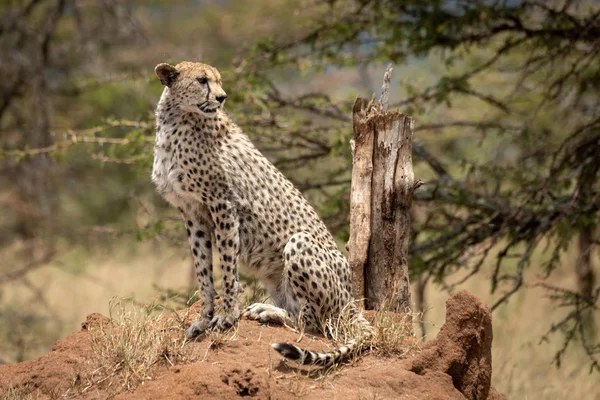 Cheetah siede sul tumulo di termite tra le acacacie — Foto Stock