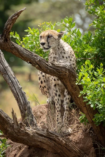 Gepard sedí na kopci termitů za větvemi — Stock fotografie