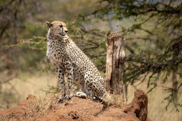 Cheetah senta-se no monte térmita olhando para trás — Fotografia de Stock