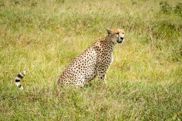 Cheetah senta-se girando a cabeça na grama longa — Fotografia de Stock